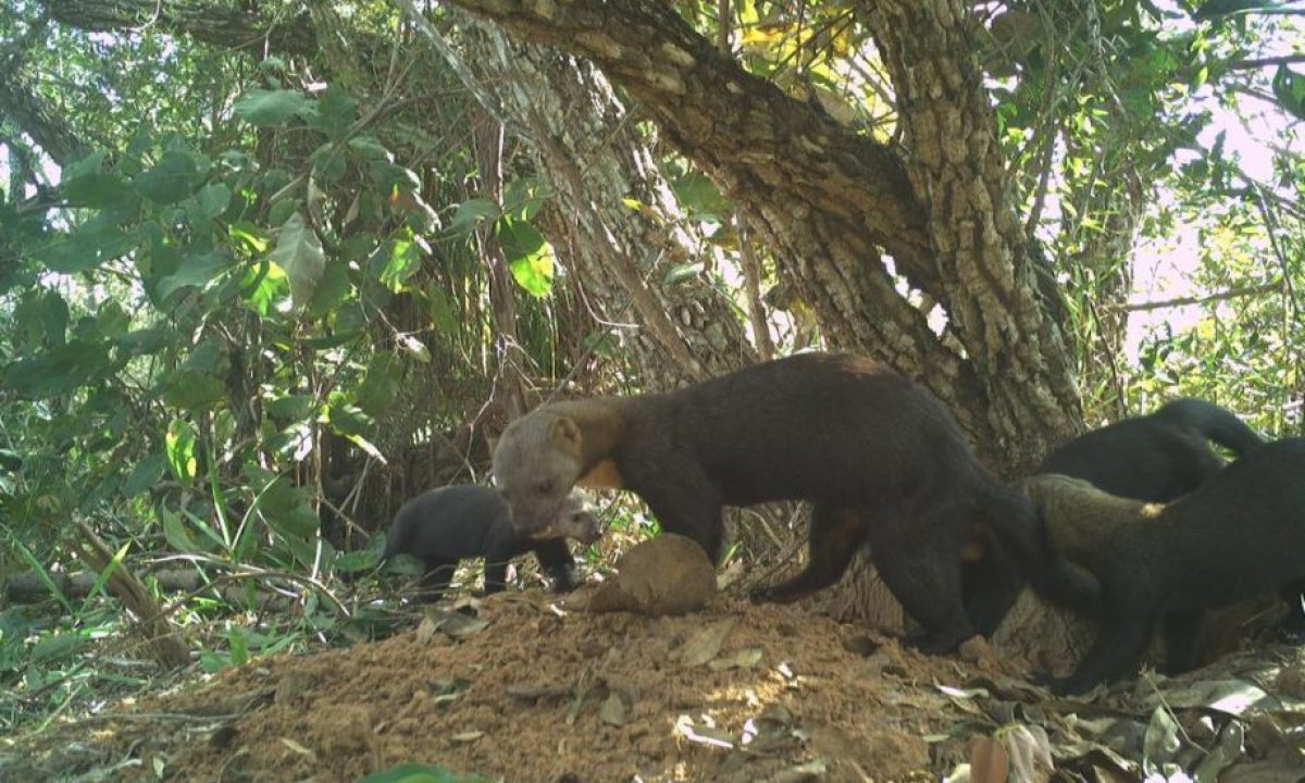parque-do-pombo-1-ano-12-scaled