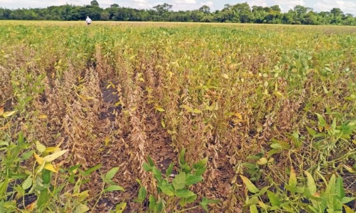 propriedade-soja-capa-730x425