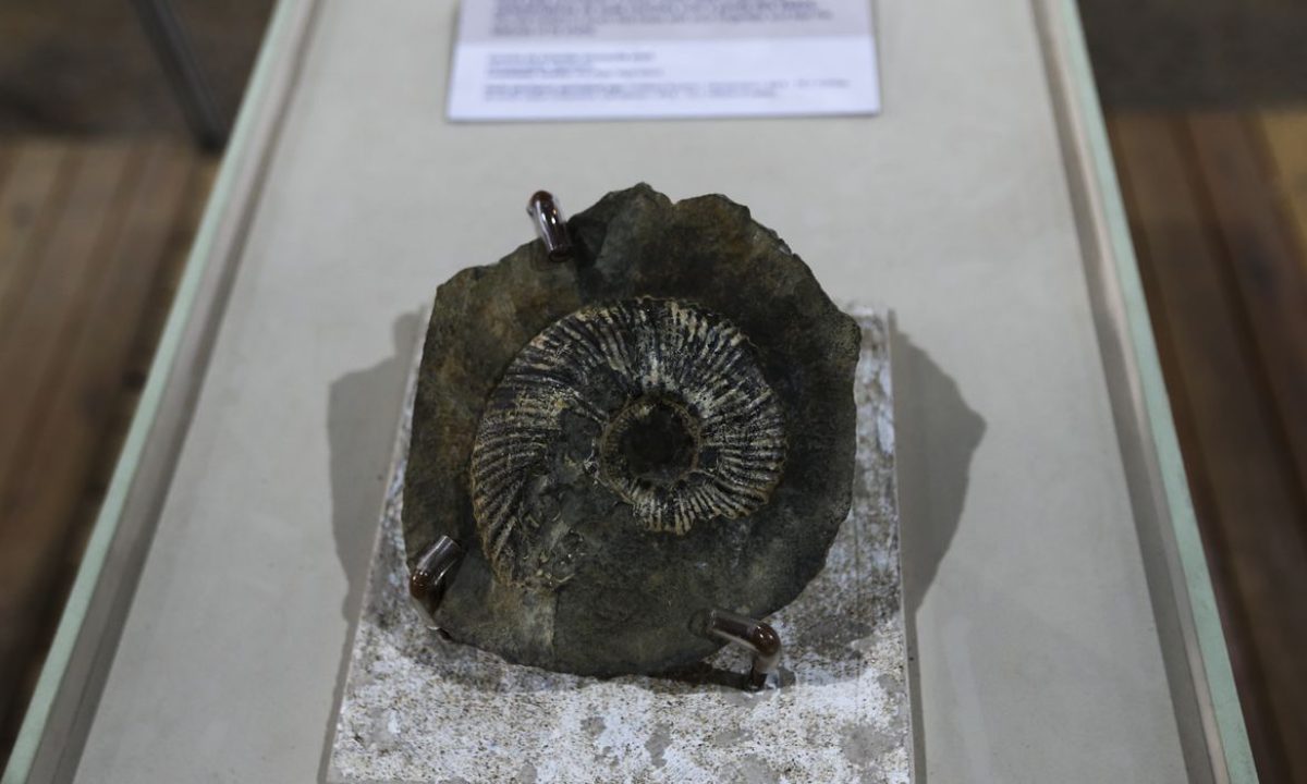 Exposição “Quando nem tudo era gelo – Novas descobertas no Continente Antártico”