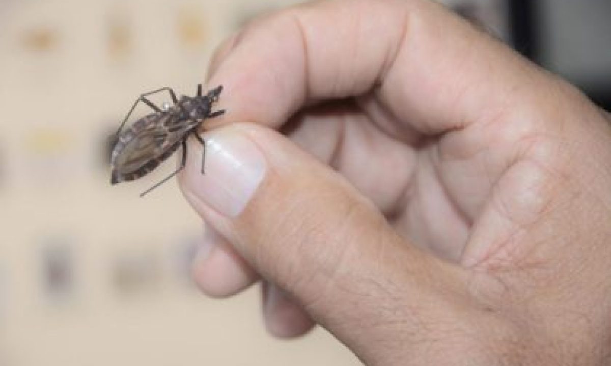 sesau-orienta-como-se-prevenir-diagnosticar-e-tratar-a-doenca-de-chagas-scaled-1-scaled-420x280_c