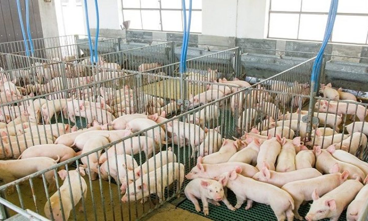 suinocultura-730x425