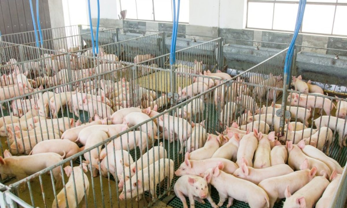suinocultura