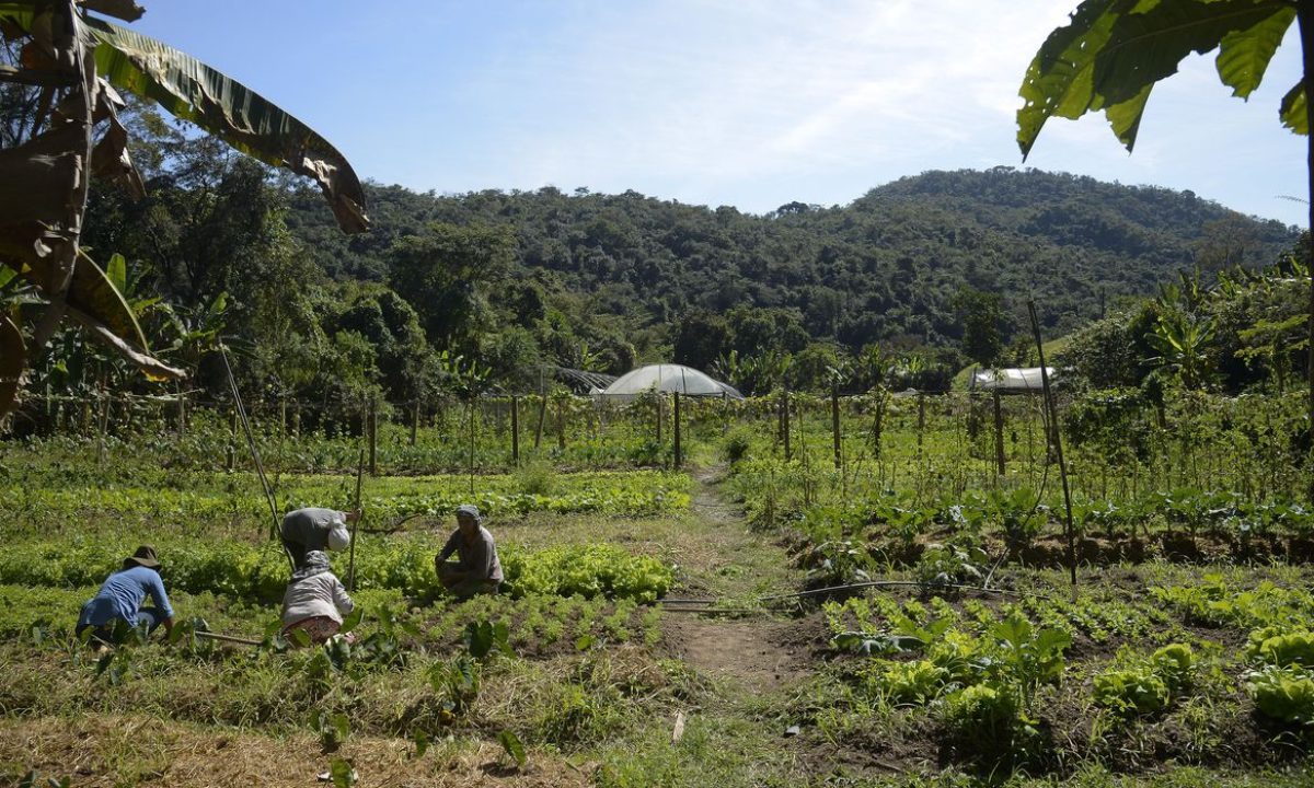 Horta na propriedade de Waldir Pollack em Paracatu de Baixo, distrito de Mariana, no local são cultivadas cerca de 40 variedades de hortaliças e legumes.